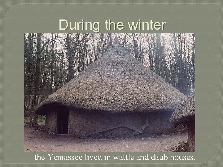 During the winter the Yemassee lived in wattle and daub houses. 