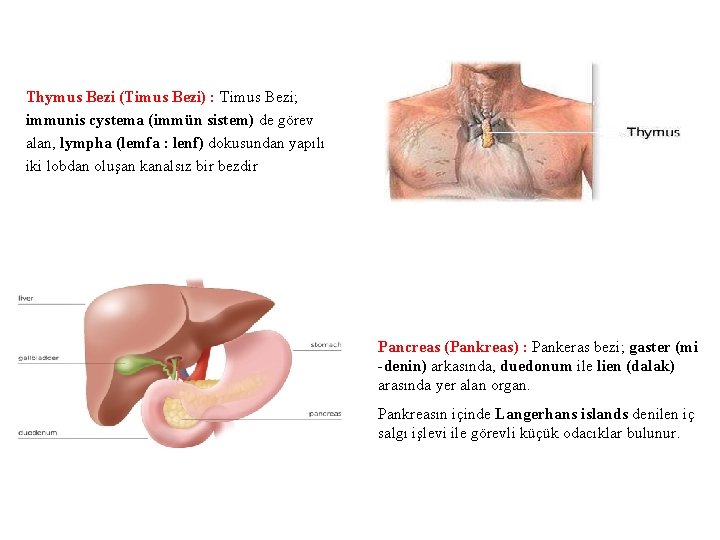 Thymus Bezi (Timus Bezi) : Timus Bezi; immunis cystema (immün sistem) de görev alan,