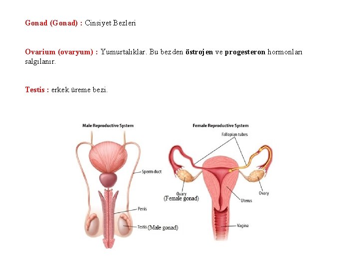 Gonad (Gonad) : Cinsiyet Bezleri Ovarium (ovaryum) : Yumurtalıklar. Bu bezden östrojen ve progesteron