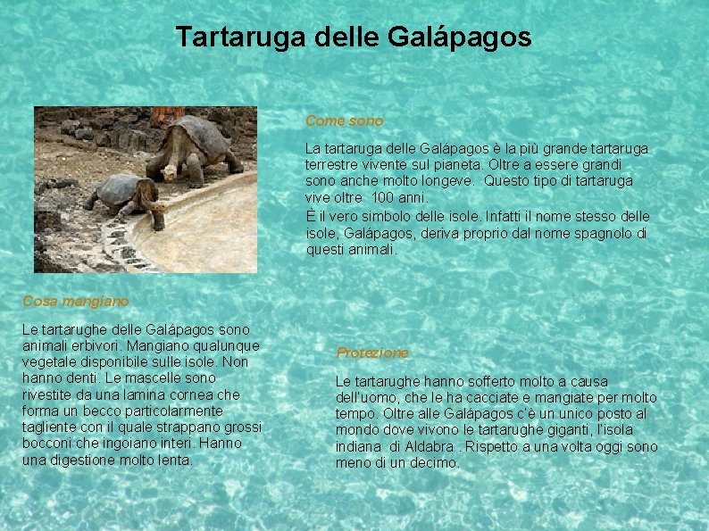 Tartaruga delle Galápagos Come sono La tartaruga delle Galápagos è la più grande tartaruga