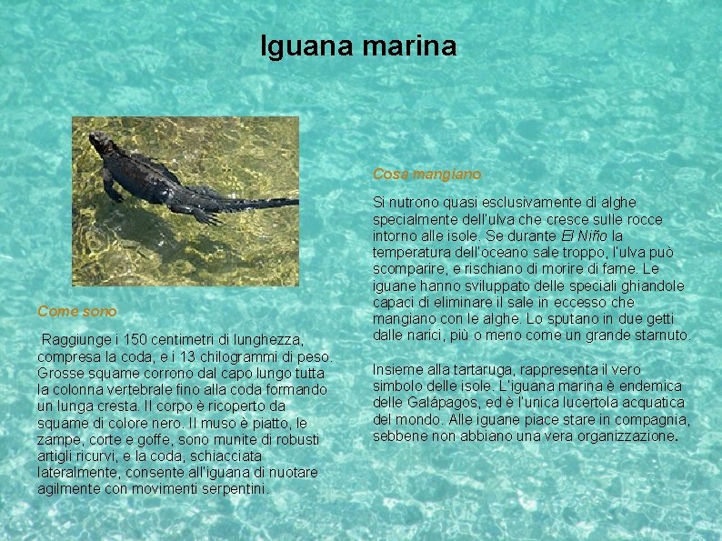 Iguana marina Cosa mangiano Come sono Raggiunge i 150 centimetri di lunghezza, compresa la