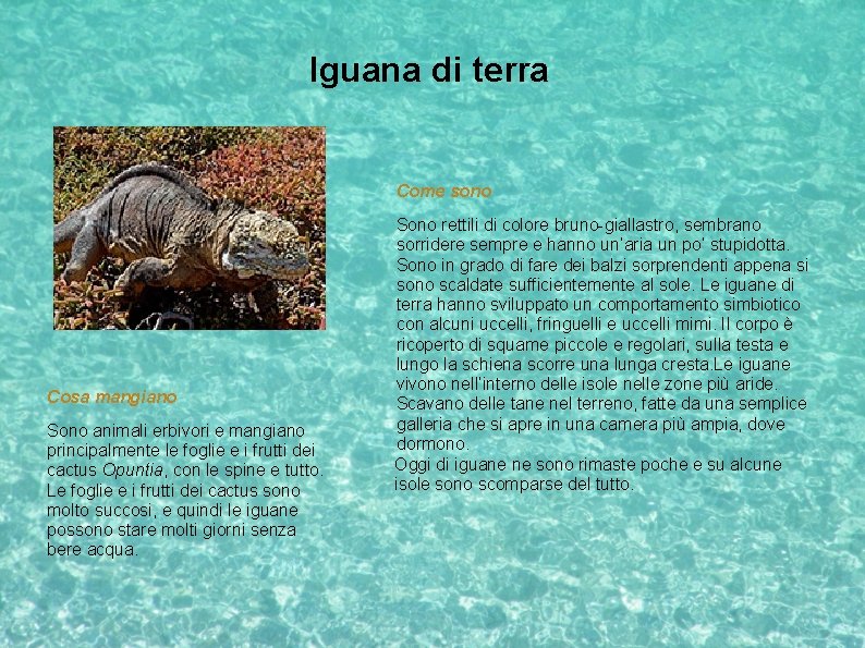 Iguana di terra Come sono Cosa mangiano Sono animali erbivori e mangiano principalmente le