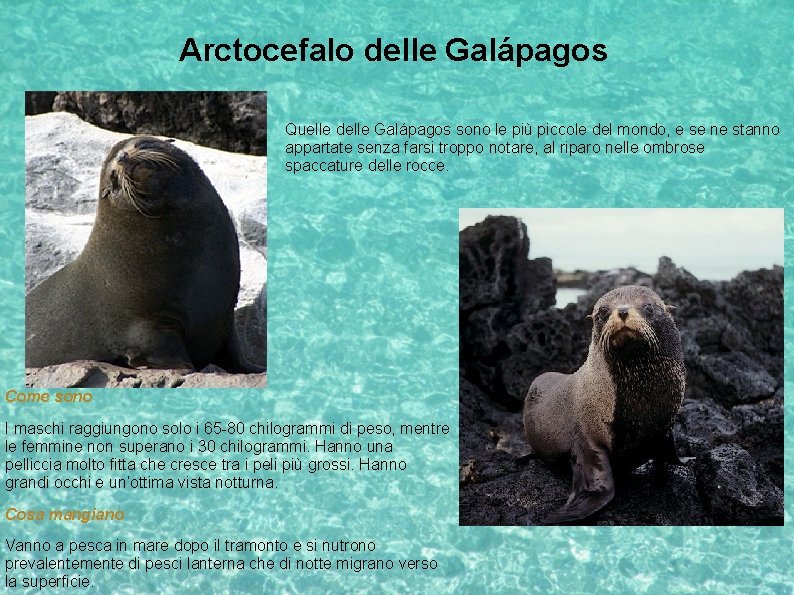 Arctocefalo delle Galápagos Quelle delle Galápagos sono le più piccole del mondo, e se
