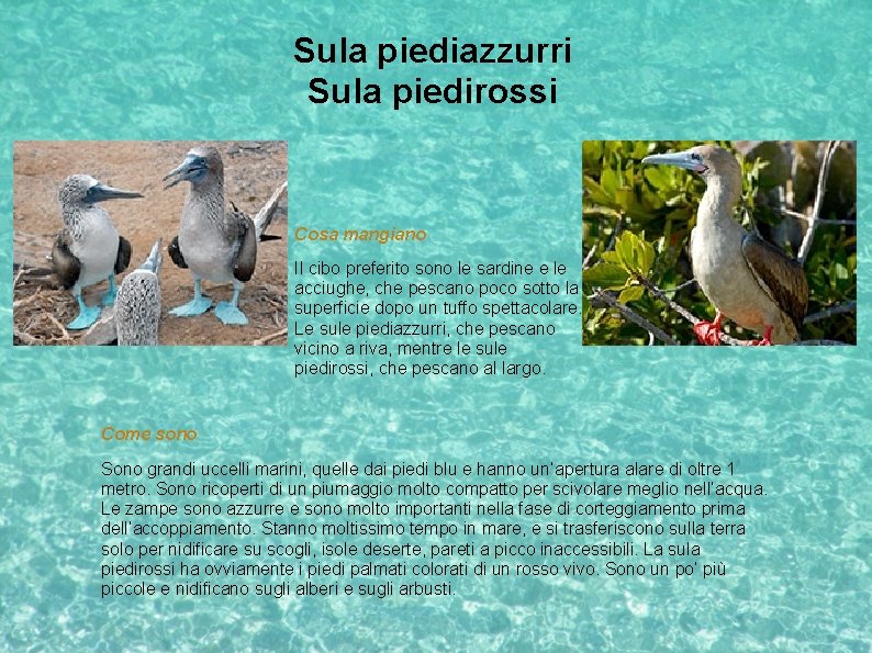 Sula piediazzurri Sula piedirossi Cosa mangiano Il cibo preferito sono le sardine e le