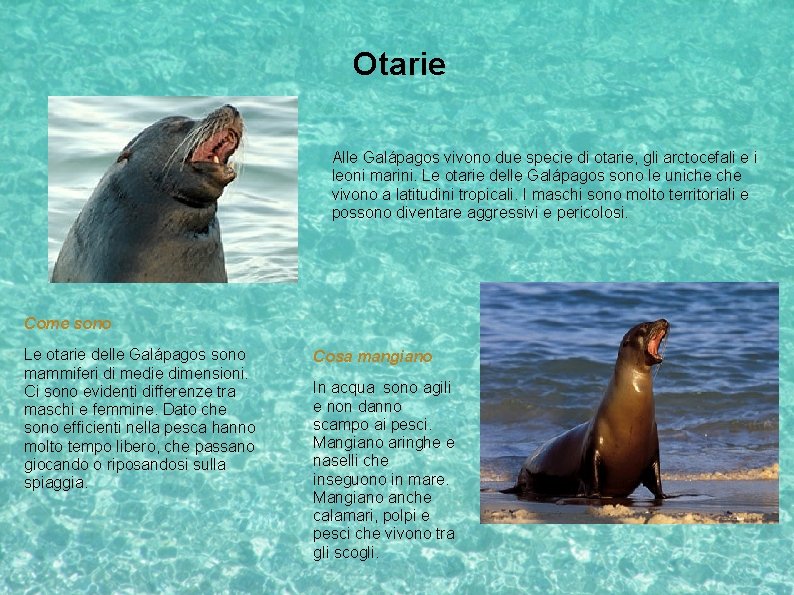 Otarie Alle Galápagos vivono due specie di otarie, gli arctocefali e i leoni marini.