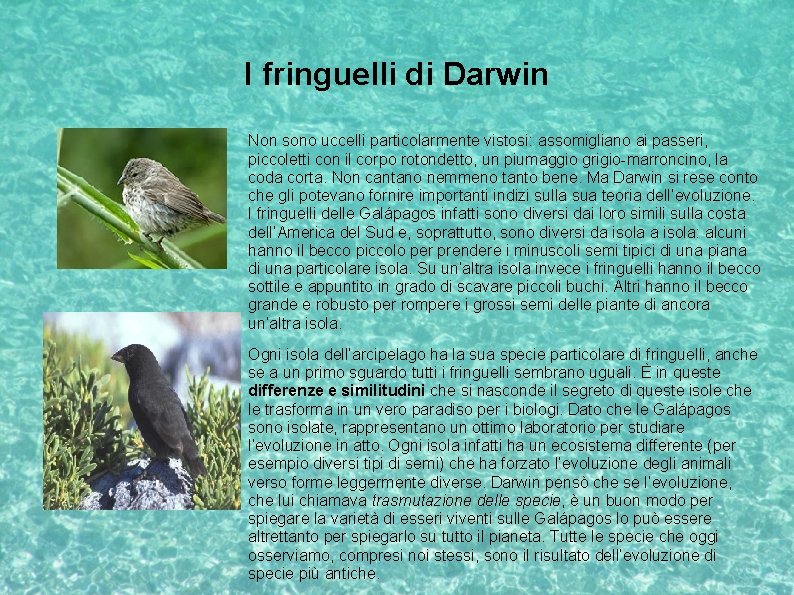I fringuelli di Darwin Non sono uccelli particolarmente vistosi: assomigliano ai passeri, piccoletti con