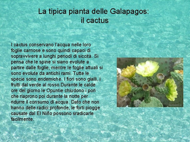 La tipica pianta delle Galapagos: il cactus I cactus conservano l’acqua nelle loro foglie