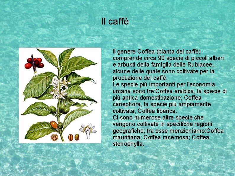 Il caffè Il genere Coffea (pianta del caffè) comprende circa 90 specie di piccoli