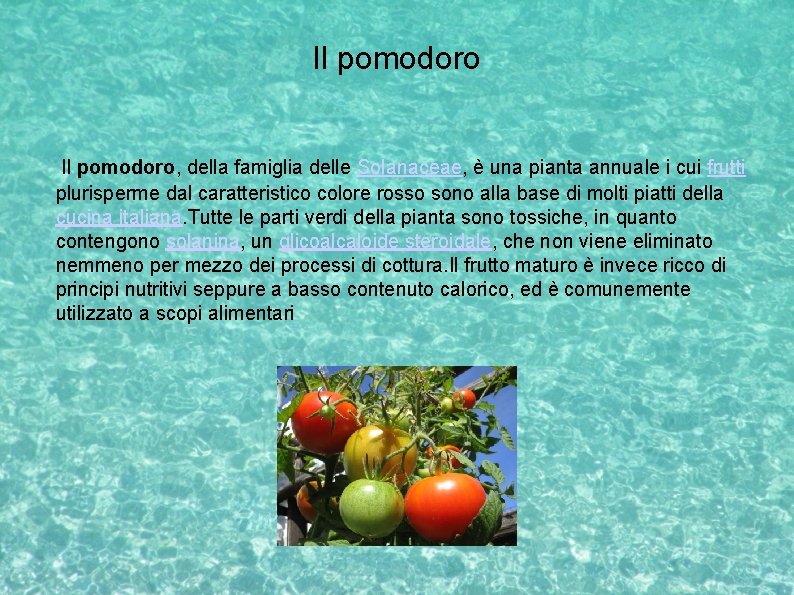 Il pomodoro, della famiglia delle Solanaceae, è una pianta annuale i cui frutti plurisperme