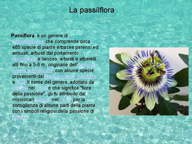 La passilflora Passiflora è un genere di Passifloraceae che comprende circa 465 specie di