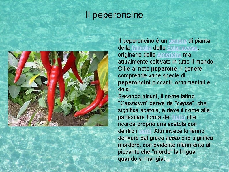 Il peperoncino è un genere di pianta della famiglia delle Solanaceae, originario delle Americhe