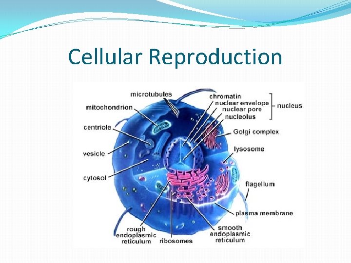 Cellular Reproduction 