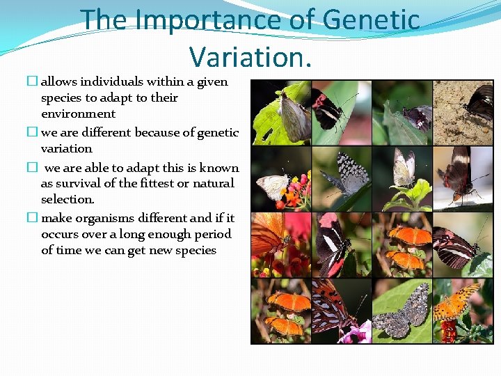 The Importance of Genetic Variation. � allows individuals within a given species to adapt