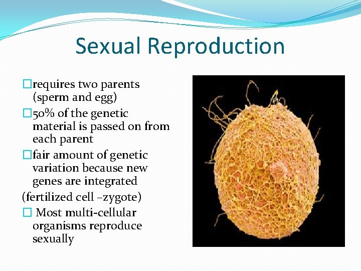 Sexual Reproduction �requires two parents (sperm and egg) � 50% of the genetic material