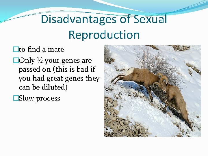 Disadvantages of Sexual Reproduction �to find a mate �Only ½ your genes are passed