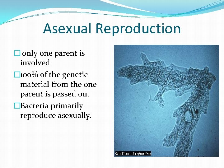 Asexual Reproduction � only one parent is involved. � 100% of the genetic material