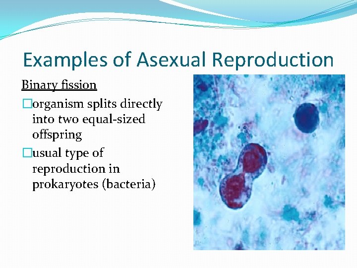 Examples of Asexual Reproduction Binary fission �organism splits directly into two equal-sized offspring �usual