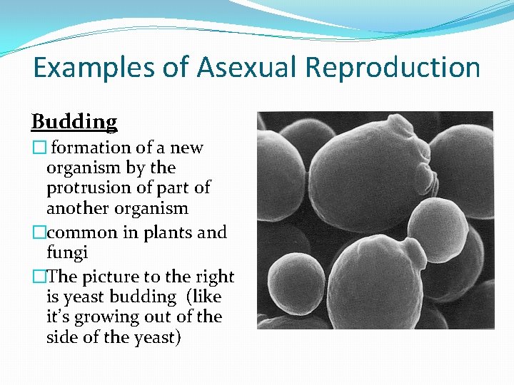 Examples of Asexual Reproduction Budding � formation of a new organism by the protrusion