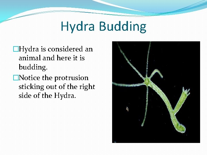 Hydra Budding �Hydra is considered an animal and here it is budding. �Notice the