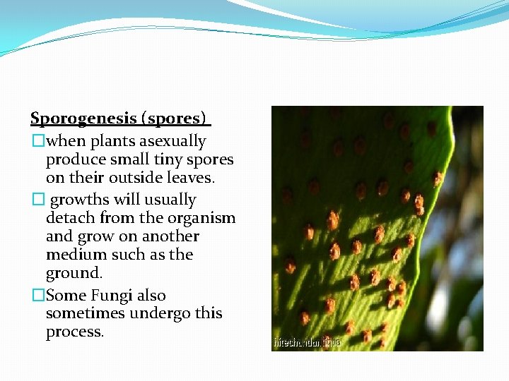 Sporogenesis (spores) �when plants asexually produce small tiny spores on their outside leaves. �