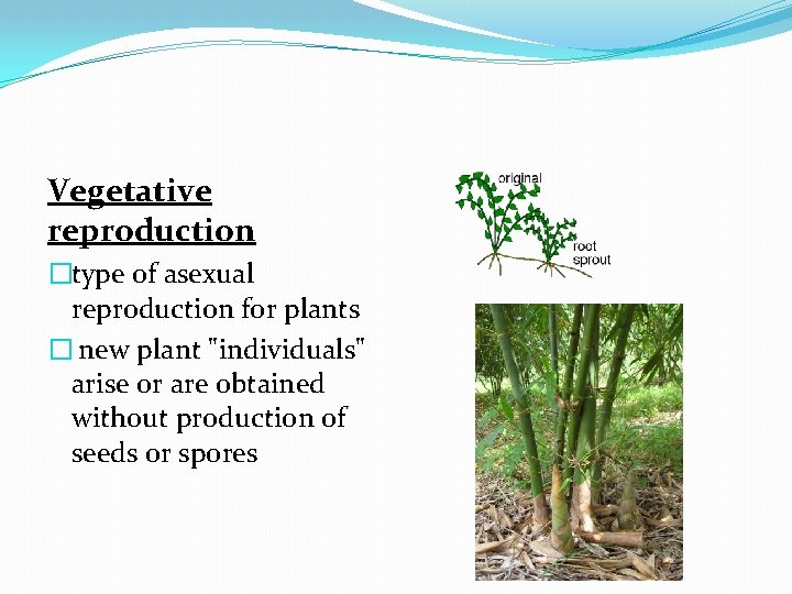 Vegetative reproduction �type of asexual reproduction for plants � new plant "individuals" arise or