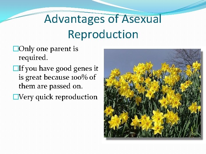 Advantages of Asexual Reproduction �Only one parent is required. �If you have good genes