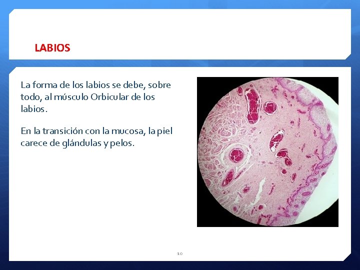 LABIOS La forma de los labios se debe, sobre todo, al músculo Orbicular de