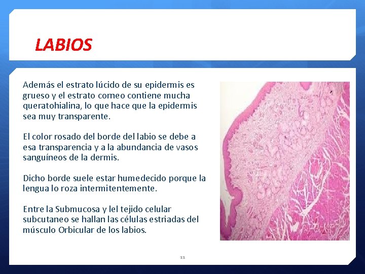 LABIOS Además el estrato lúcido de su epidermis es grueso y el estrato corneo