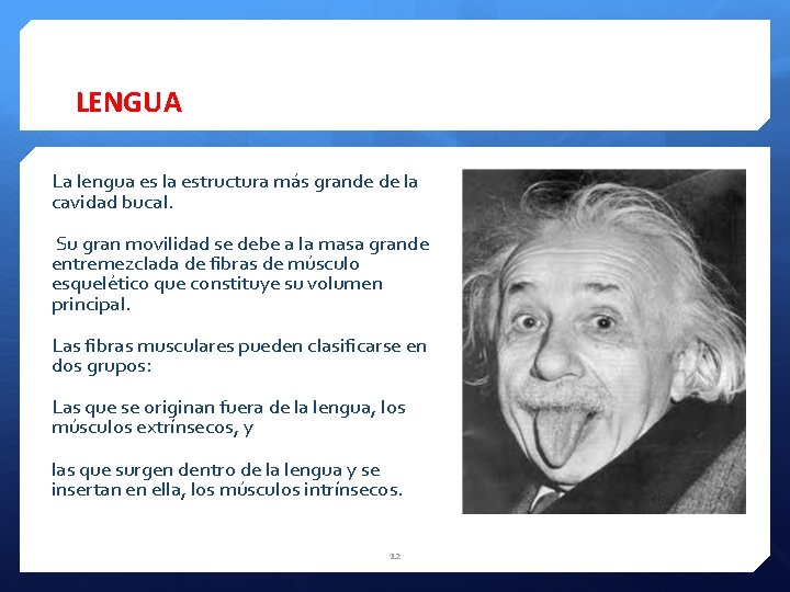 LENGUA La lengua es la estructura más grande de la cavidad bucal. Su gran