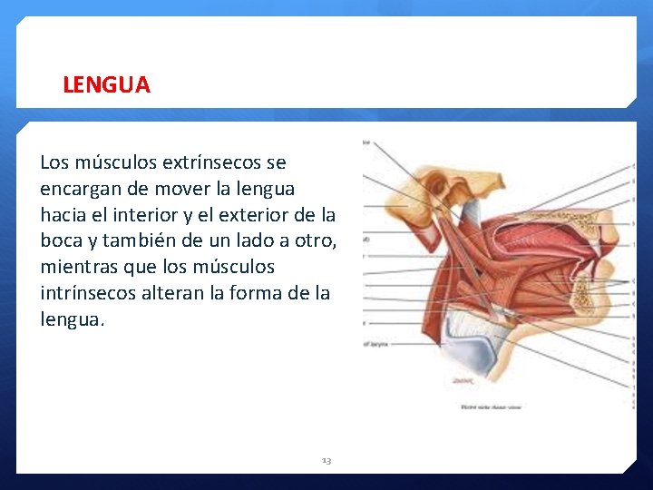 LENGUA Los músculos extrínsecos se encargan de mover la lengua hacia el interior y