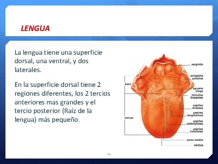 LENGUA La lengua tiene una superficie dorsal, una ventral, y dos laterales. En la