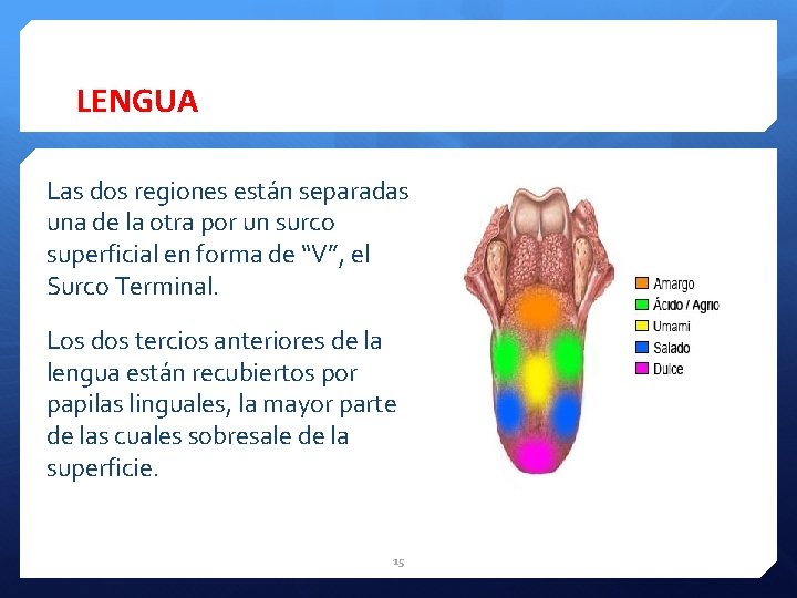 LENGUA Las dos regiones están separadas una de la otra por un surco superficial