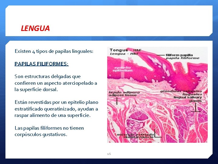 LENGUA Existen 4 tipos de papilas linguales: PAPILAS FILIFORMES: Son estructuras delgadas que confieren