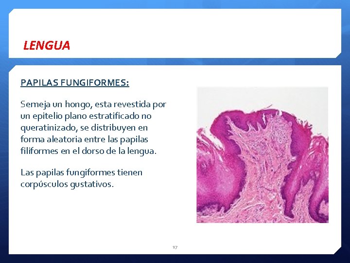 LENGUA PAPILAS FUNGIFORMES: Semeja un hongo, esta revestida por un epitelio plano estratificado no