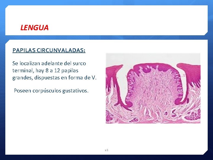 LENGUA PAPILAS CIRCUNVALADAS: Se localizan adelante del surco terminal, hay 8 a 12 papilas