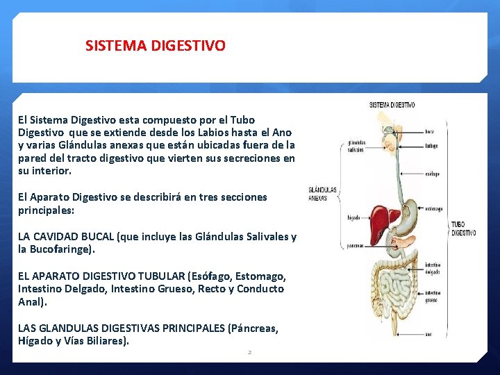 SISTEMA DIGESTIVO El Sistema Digestivo esta compuesto por el Tubo Digestivo que se extiende