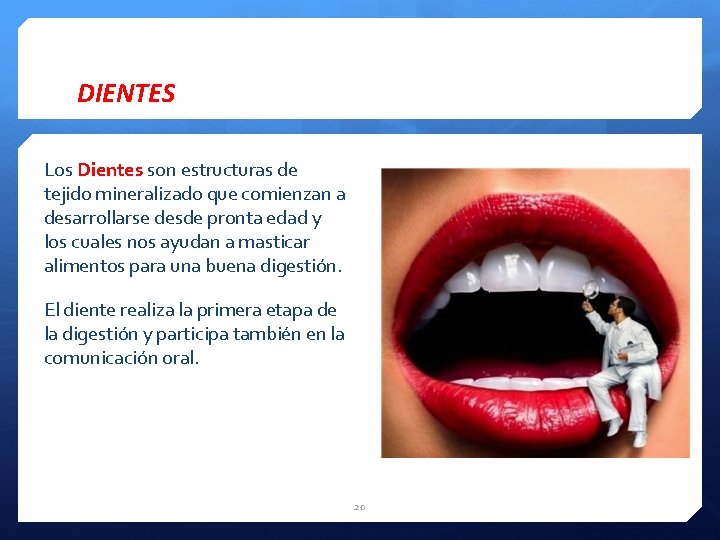 DIENTES Los Dientes son estructuras de tejido mineralizado que comienzan a desarrollarse desde pronta