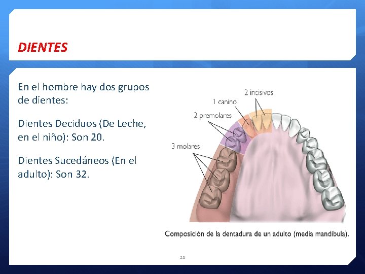 DIENTES En el hombre hay dos grupos de dientes: Dientes Deciduos (De Leche, en