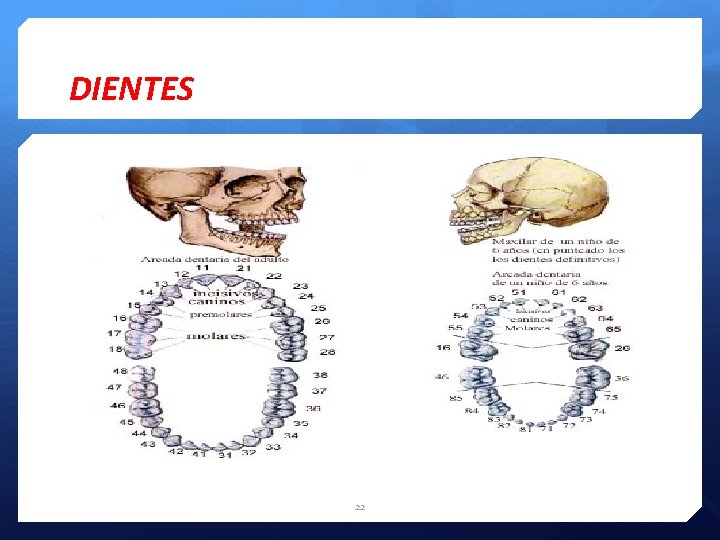 DIENTES 22 