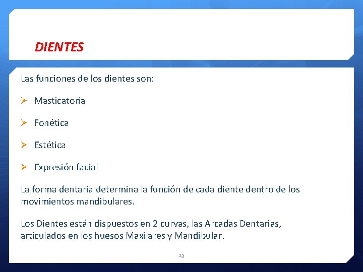 DIENTES Las funciones de los dientes son: Ø Masticatoria Ø Fonética Ø Estética Ø
