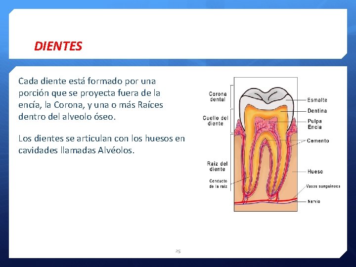DIENTES Cada diente está formado por una porción que se proyecta fuera de la