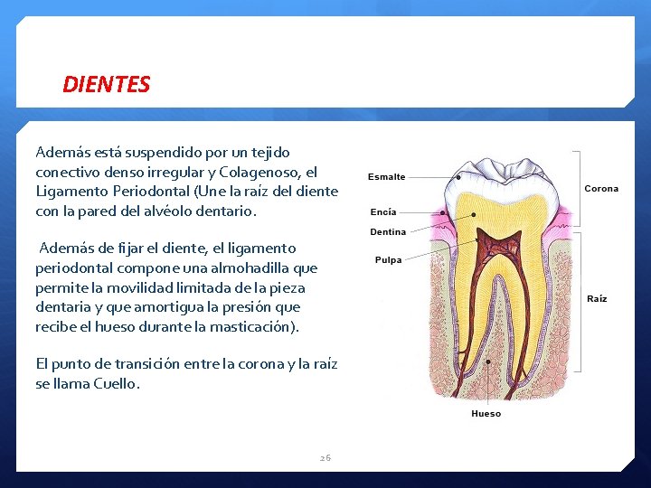 DIENTES Además está suspendido por un tejido conectivo denso irregular y Colagenoso, el Ligamento