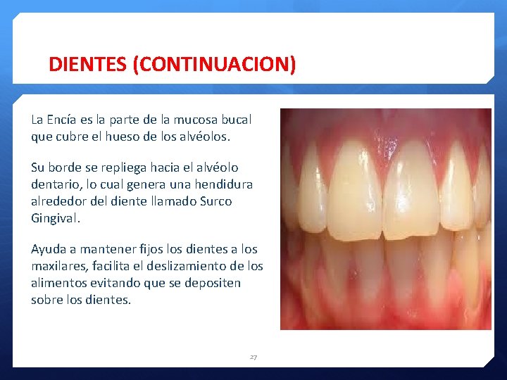 DIENTES (CONTINUACION) La Encía es la parte de la mucosa bucal que cubre el
