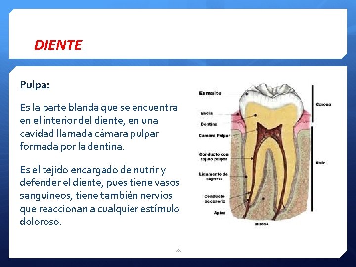 DIENTE Pulpa: Es la parte blanda que se encuentra en el interior del diente,