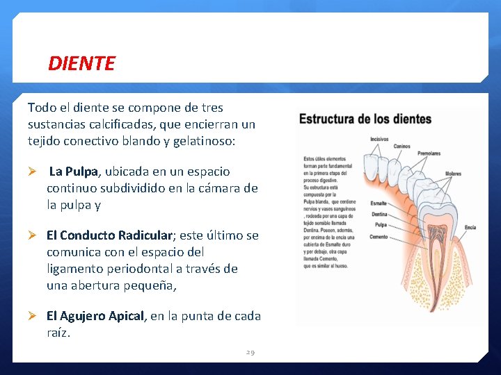 DIENTE Todo el diente se compone de tres sustancias calcificadas, que encierran un tejido
