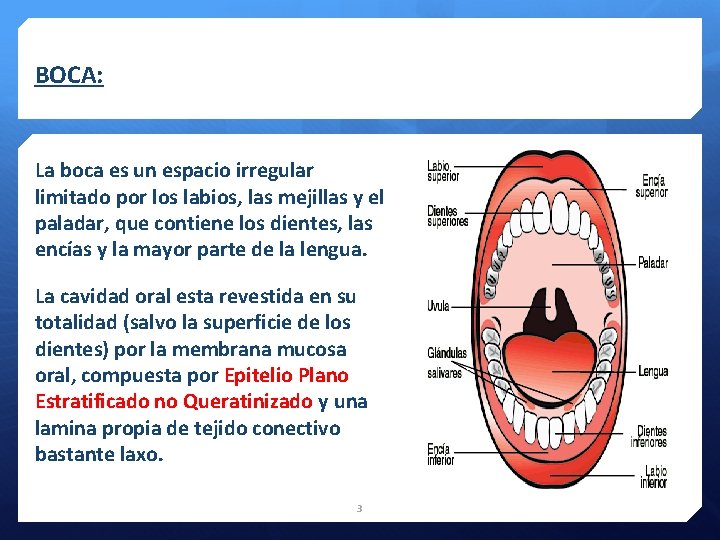 BOCA: La boca es un espacio irregular limitado por los labios, las mejillas y
