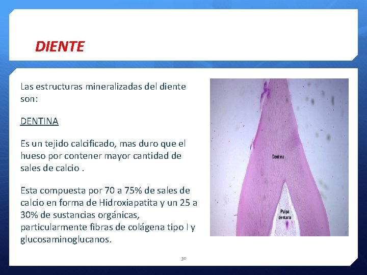 DIENTE Las estructuras mineralizadas del diente son: DENTINA Es un tejido calcificado, mas duro