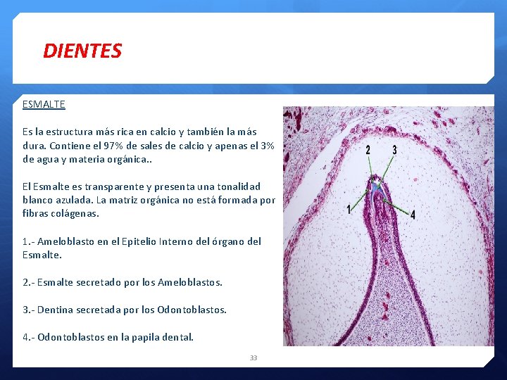 DIENTES ESMALTE Es la estructura más rica en calcio y también la más dura.