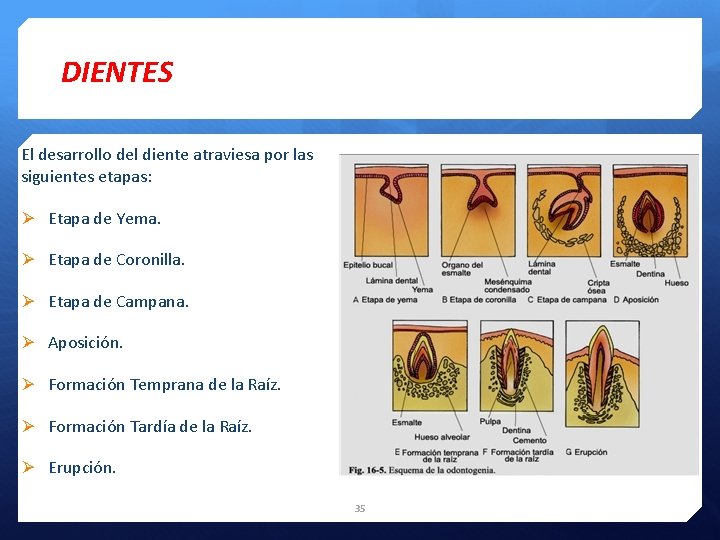 DIENTES El desarrollo del diente atraviesa por las siguientes etapas: Ø Etapa de Yema.