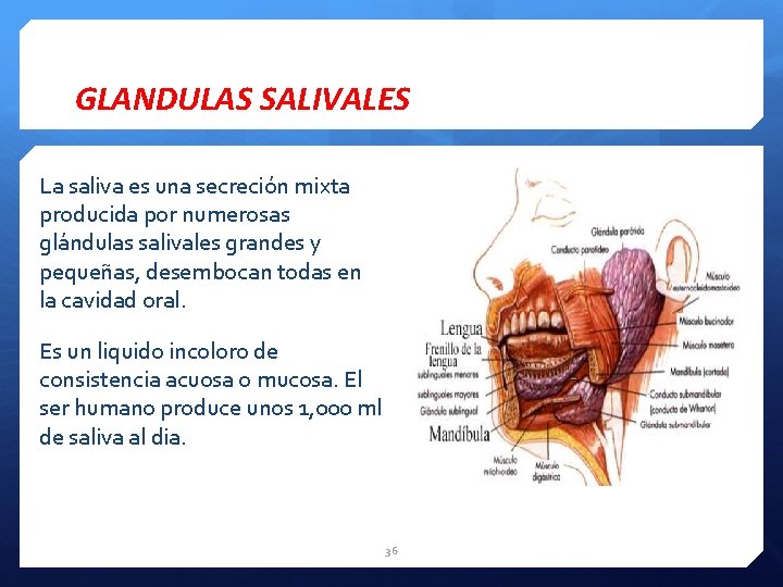 GLANDULAS SALIVALES La saliva es una secreción mixta producida por numerosas glándulas salivales grandes